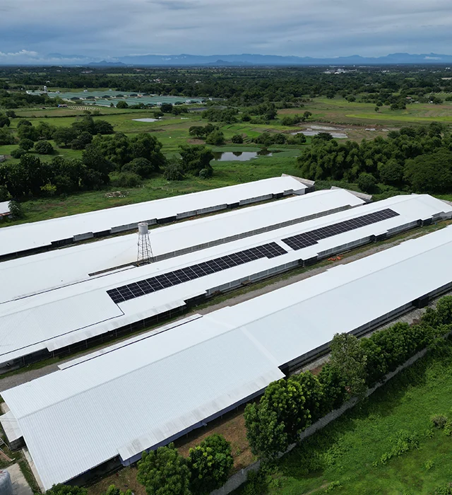 Tañedo Poultry Farm