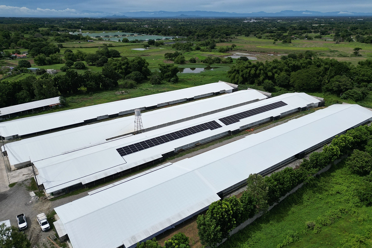 Solar Power in Poultry Farming: Cut Costs, Stabilize Energy, and Grow Sustainably (Feb 2026) 5 Tañedo Poultry Farm