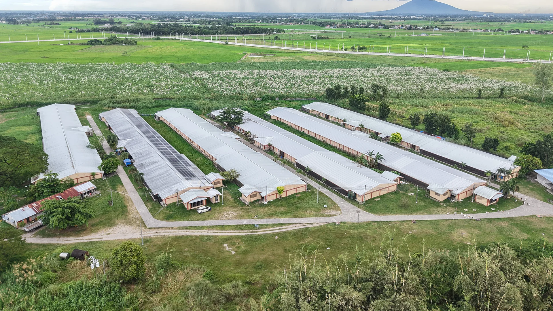 Poultry Farm Solar Case Study (Tarlac): 100 kWp, Audited Savings 1 Tarlac Mac Farm