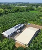 Balaong Banana Plantation Farm