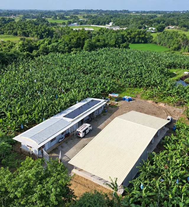 Balaong Banana Plantation Farm